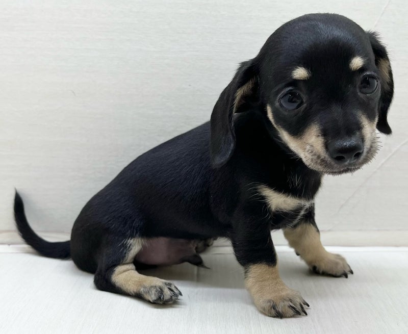 千葉県のハーフ犬・ミックス犬 (かねだい八千代店/2025年5月1日生まれ/男の子/ブラックタン)の子犬の1枚目の画像