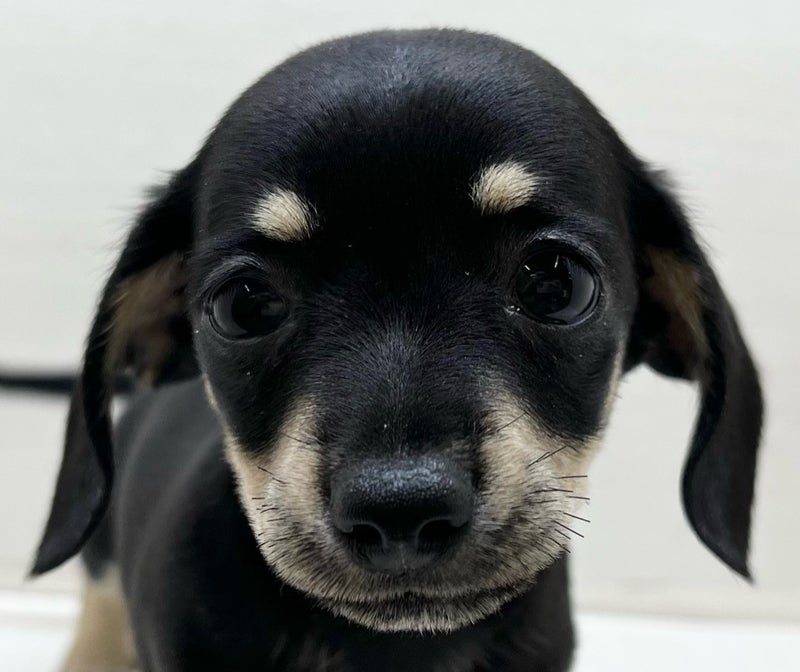 千葉県のハーフ犬・ミックス犬 (かねだい八千代店/2025年5月1日生まれ/男の子/ブラックタン)の子犬の2枚目の画像
