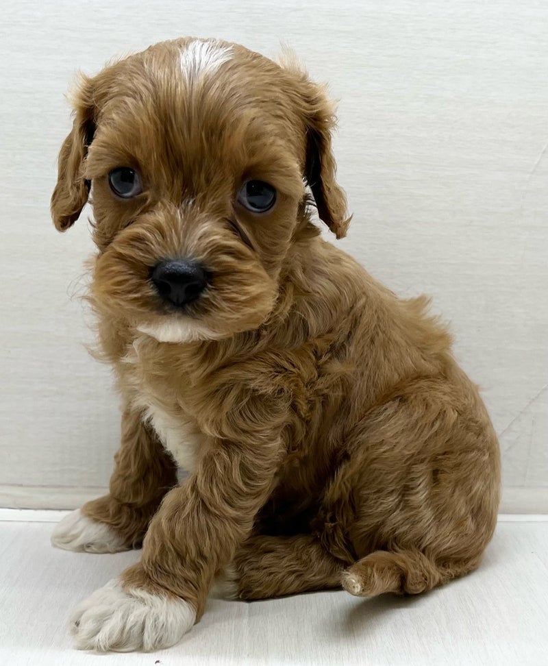 千葉県のハーフ犬・ミックス犬 (かねだい八千代店/2025年5月3日生まれ/男の子/レッドホワイト)の子犬の1枚目の画像