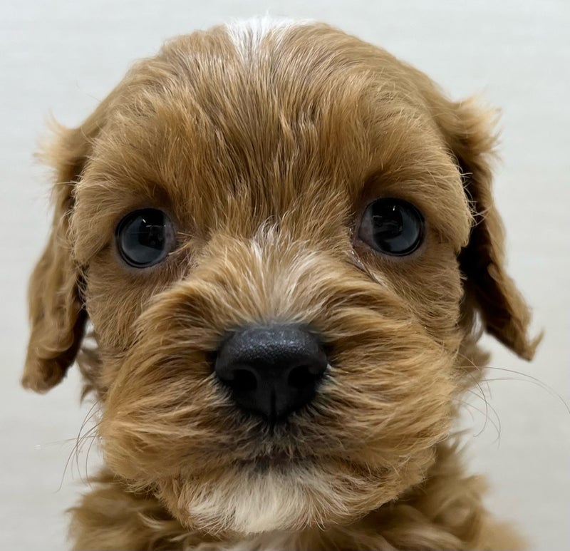 千葉県のハーフ犬・ミックス犬 (かねだい八千代店/2025年5月3日生まれ/男の子/レッドホワイト)の子犬の2枚目の画像