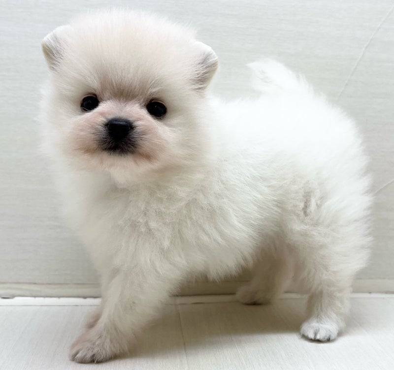 千葉県のポメラニアン (かねだい八千代店/2025年5月3日生まれ/男の子/クリーム)の子犬の1枚目の画像