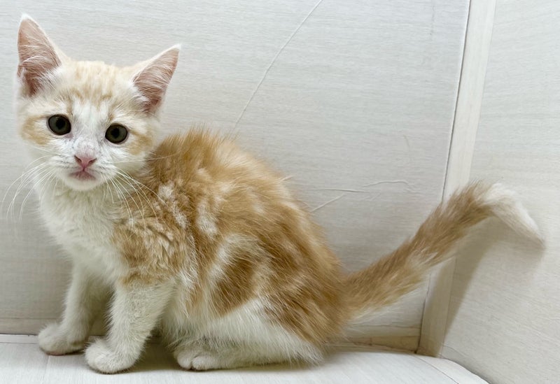 千葉県のマンチカン (かねだい八千代店/2025年5月1日生まれ/男の子/レッドタビーホワイト)の子猫の1枚目の画像