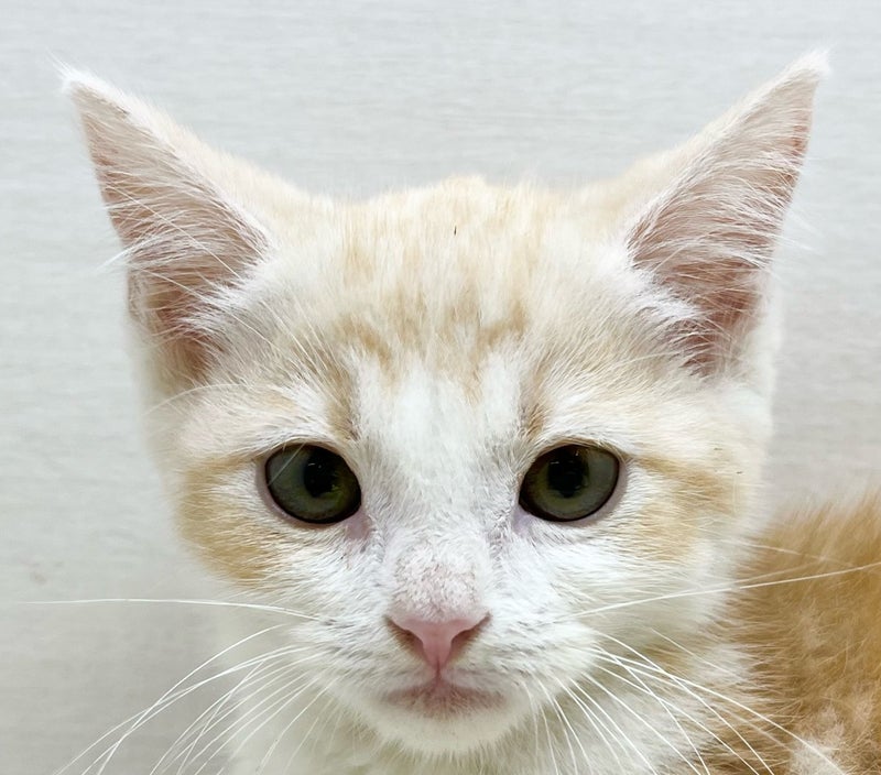 千葉県のマンチカン (かねだい八千代店/2025年5月1日生まれ/男の子/レッドタビーホワイト)の子猫の2枚目の画像