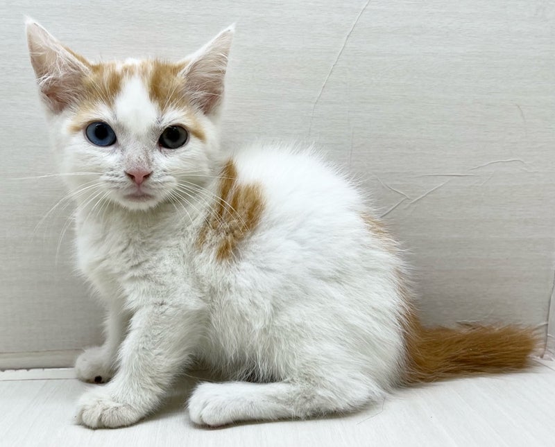 千葉県のマンチカン (かねだい八千代店/2025年5月1日生まれ/男の子/レッドタビーホワイト)の子猫の1枚目の画像