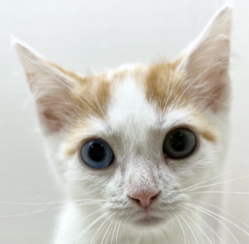 千葉県のマンチカン (かねだい八千代店/2025年5月1日生まれ/男の子/レッドタビーホワイト)の子猫の2枚目の画像