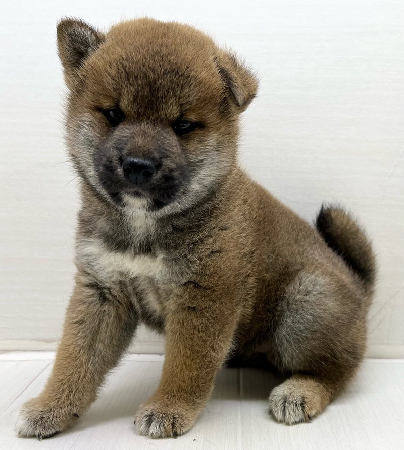 千葉県の柴犬(標準サイズ) (かねだい八千代店/2025年5月2日生まれ/男の子/赤)の子犬の1枚目の画像