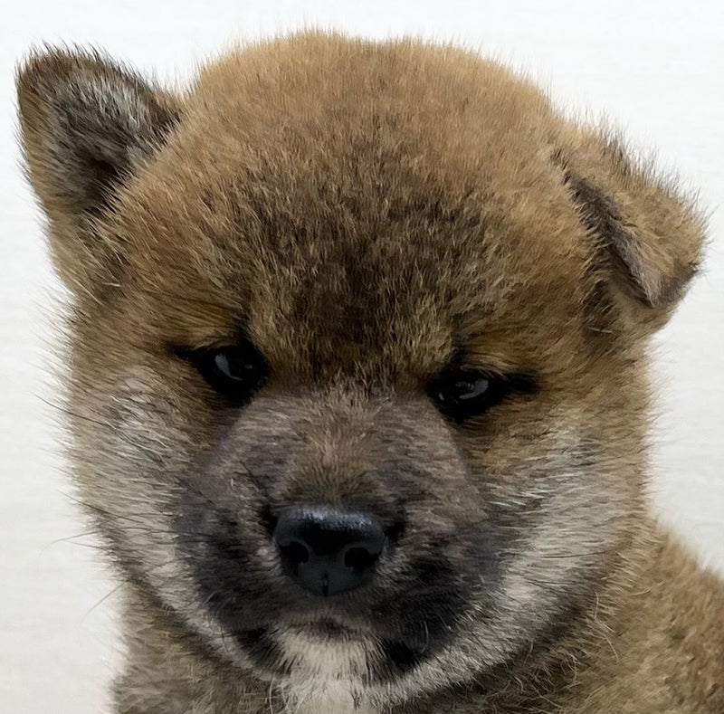 千葉県の柴犬(標準サイズ) (かねだい八千代店/2025年5月2日生まれ/男の子/赤)の子犬の2枚目の画像