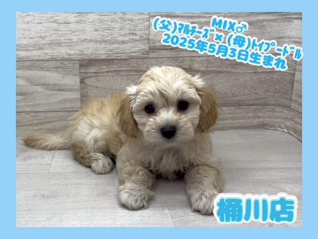 埼玉県のマルプー(マルチーズ×プードル) (かねだい桶川店/2025年5月3日生まれ/男の子/その他色)の子犬の1枚目の画像