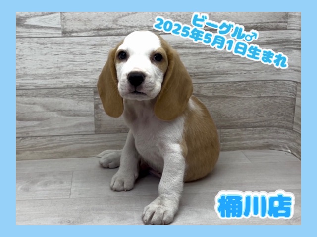 埼玉県のビーグル (かねだい桶川店/2025年5月1日生まれ/男の子/レモンホワイト)の子犬の1枚目の画像