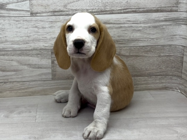 埼玉県のビーグル (かねだい桶川店/2025年5月1日生まれ/男の子/レモンホワイト)の子犬の2枚目の画像