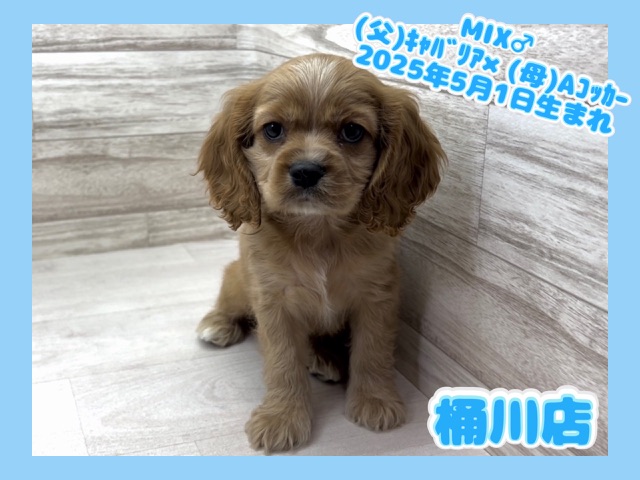 埼玉県のハーフ犬・ミックス犬 (かねだい桶川店/2025年5月1日生まれ/男の子/その他色)の子犬の1枚目の画像