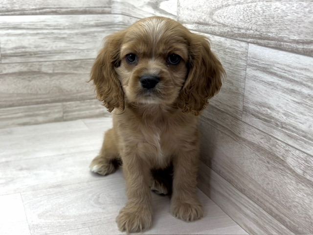 埼玉県のハーフ犬・ミックス犬 (かねだい桶川店/2025年5月1日生まれ/男の子/その他色)の子犬の2枚目の画像