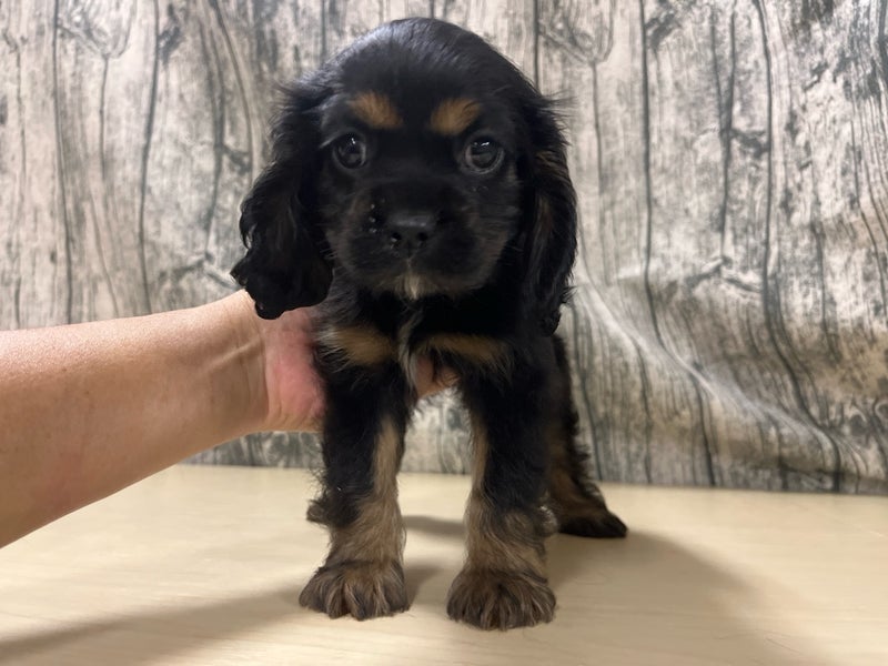 埼玉県のハーフ犬・ミックス犬 (かねだいアクアパーク店/2025年5月1日生まれ/女の子/ブラックタン)の子犬