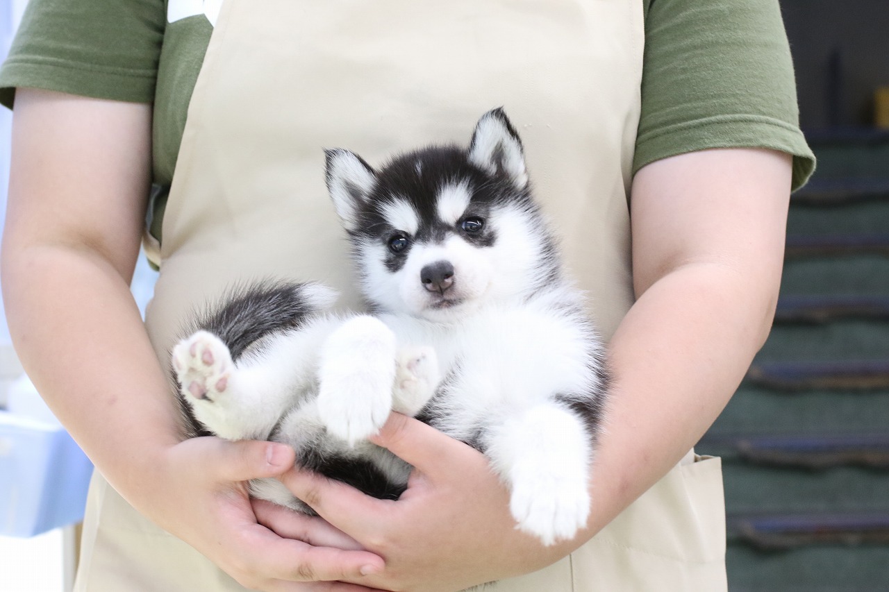 埼玉県のシベリアンハスキー (かねだい草加店/2025年5月3日生まれ/女の子/ブラックホワイト)の子犬の1枚目の画像
