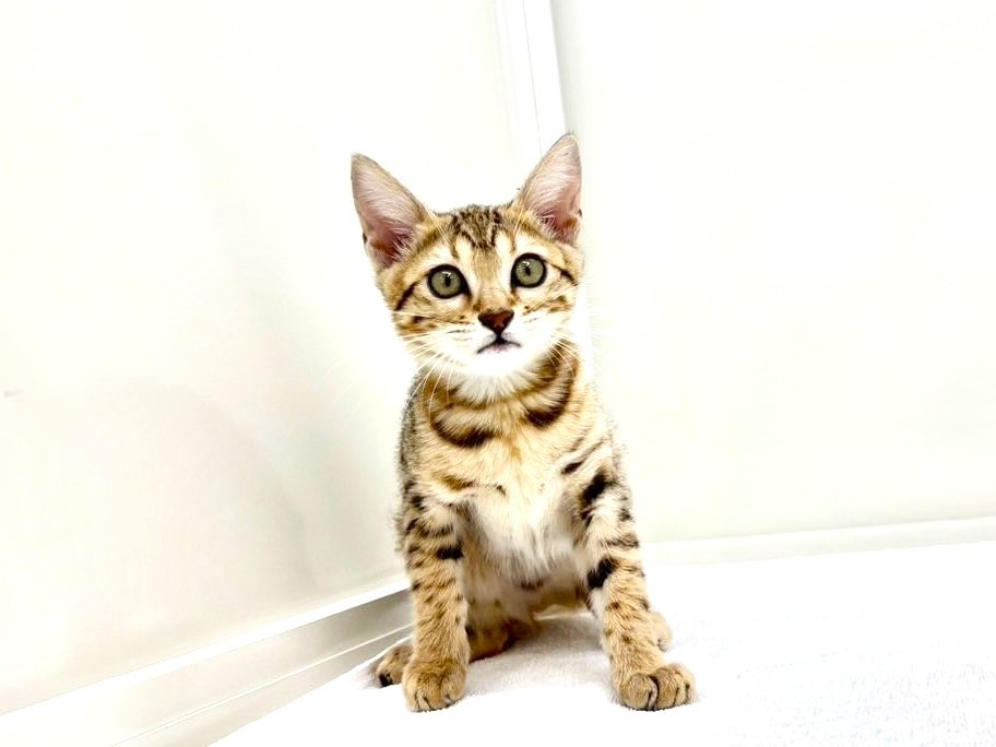 東京都のベンガル (かねだい本町田店/2025年4月30日生まれ/女の子/ブラウンスポットタビー)の子猫の1枚目の画像