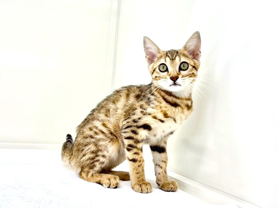東京都のベンガル (かねだい本町田店/2025年4月30日生まれ/女の子/ブラウンスポットタビー)の子猫の3枚目の画像