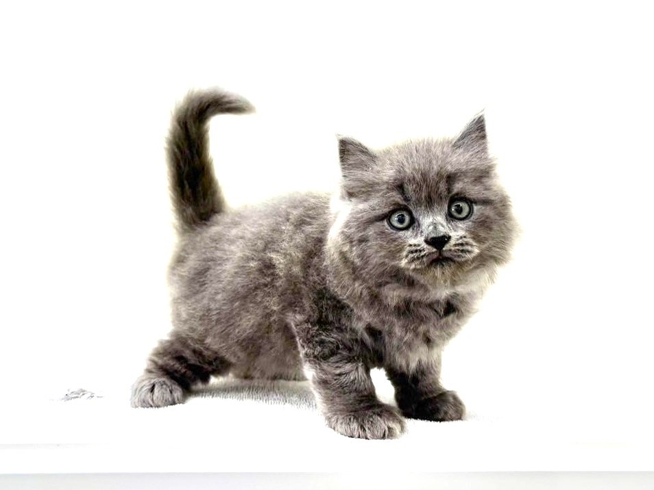 東京都のサイベリアン (かねだい本町田店/2025年5月3日生まれ/男の子/ブルー)の子猫の2枚目の画像