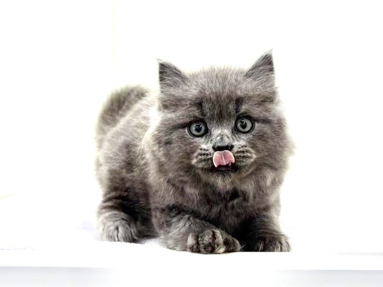 東京都のサイベリアン (かねだい本町田店/2025年5月3日生まれ/男の子/ブルー)の子猫の4枚目の画像