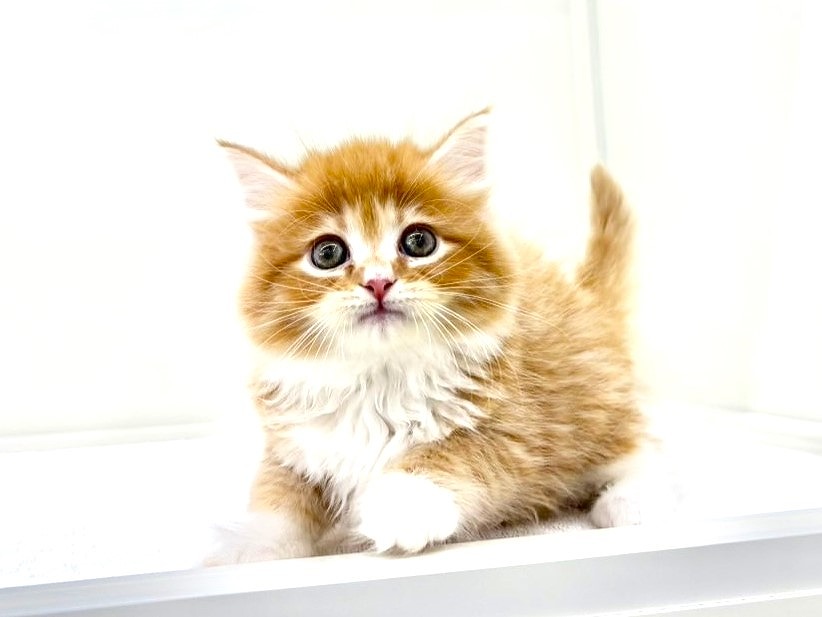 東京都のサイベリアン (かねだい本町田店/2025年5月4日生まれ/男の子/レッドタビー)の子猫の1枚目の画像