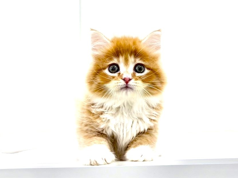 東京都のサイベリアン (かねだい本町田店/2025年5月4日生まれ/男の子/レッドタビー)の子猫の2枚目の画像