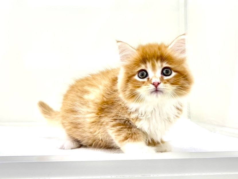 東京都のサイベリアン (かねだい本町田店/2025年5月4日生まれ/男の子/レッドタビー)の子猫の3枚目の画像