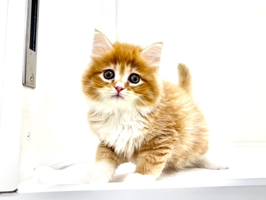 東京都のサイベリアン (かねだい本町田店/2025年5月4日生まれ/男の子/レッドタビー)の子猫の4枚目の画像