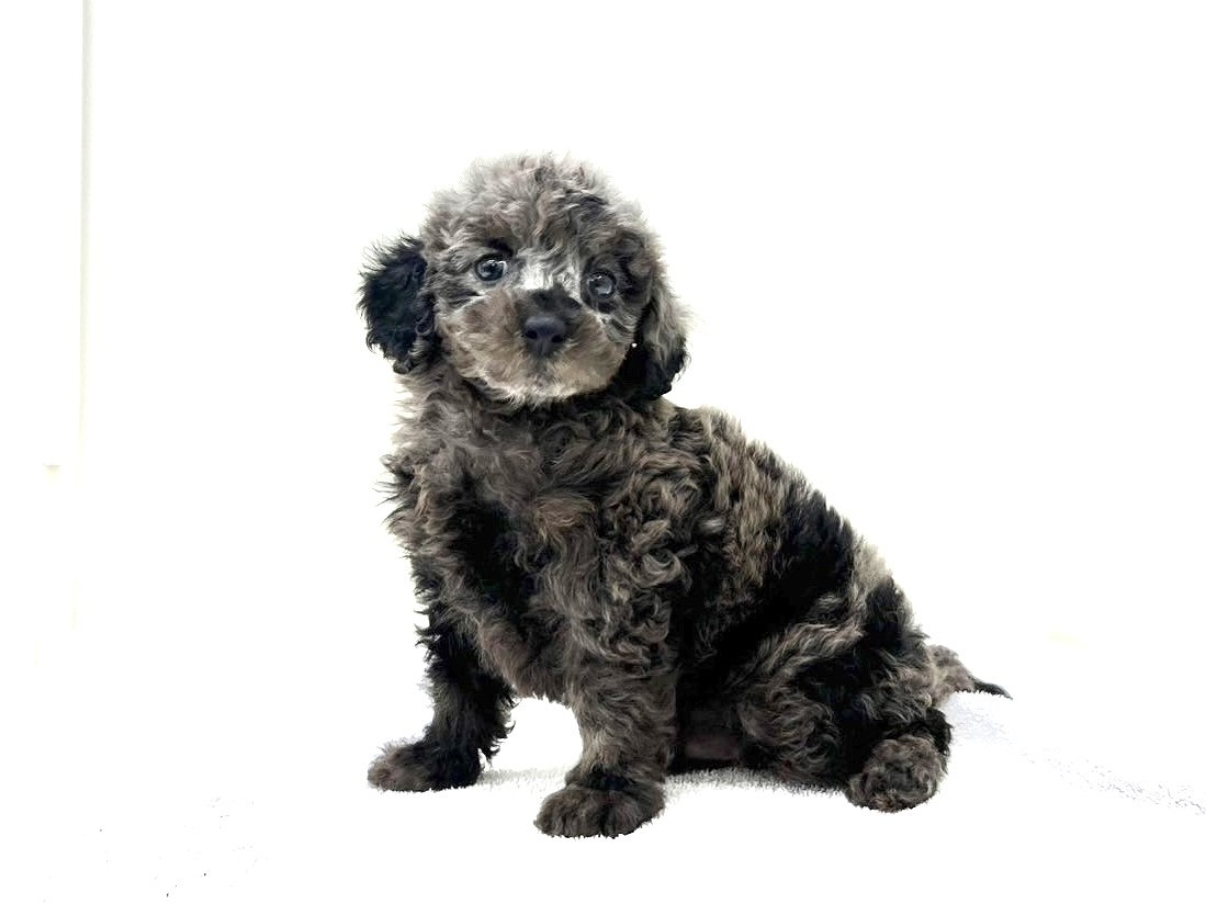 東京都のＭＩＸ犬　トイプー×ダップー (かねだい本町田店/2025年5月4日生まれ/男の子/シルバーダップル)の子犬の2枚目の画像