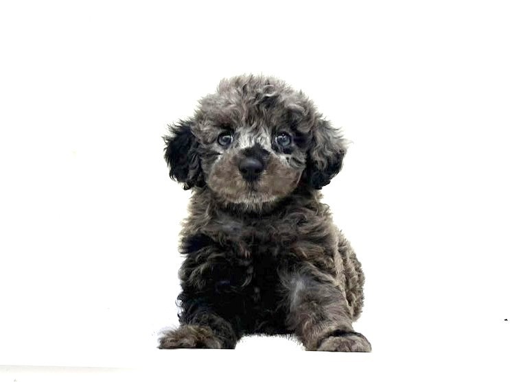 東京都のＭＩＸ犬　トイプー×ダップー (かねだい本町田店/2025年5月4日生まれ/男の子/シルバーダップル)の子犬の3枚目の画像