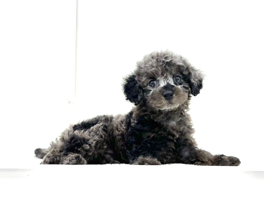 東京都のＭＩＸ犬　トイプー×ダップー (かねだい本町田店/2025年5月4日生まれ/男の子/シルバーダップル)の子犬の4枚目の画像
