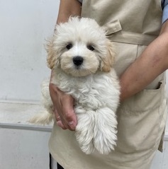 神奈川県のハーフ犬・ミックス犬 (かねだい伊勢原店/2025年4月12日生まれ/女の子/クリーム)の子犬の2枚目の画像
