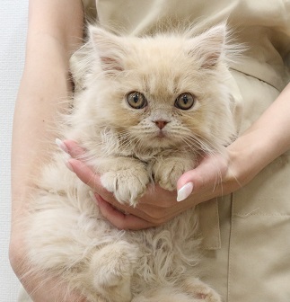 神奈川県のミヌエット (かねだい伊勢原店/2025年4月26日生まれ/男の子/クリームタビー)の子猫
