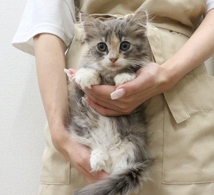神奈川県のノルウェージャンフォレストキャット (かねだい伊勢原店/2025年4月12日生まれ/女の子/ブラウンマッカレルタビーホワイト)の子猫