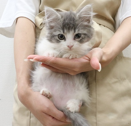 神奈川県のノルウェージャンフォレストキャット (かねだい伊勢原店/2025年4月20日生まれ/女の子/ブルータビーホワイト)の子猫