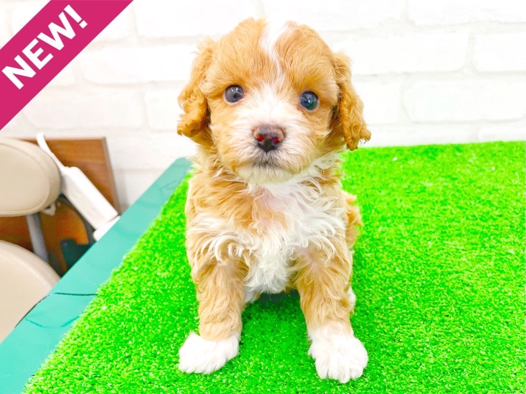 東京都のMIX犬　（父）マルチーズ、（母）トイプードル (かねだい立川店/2025年5月2日生まれ/女の子/クリーム)の子犬