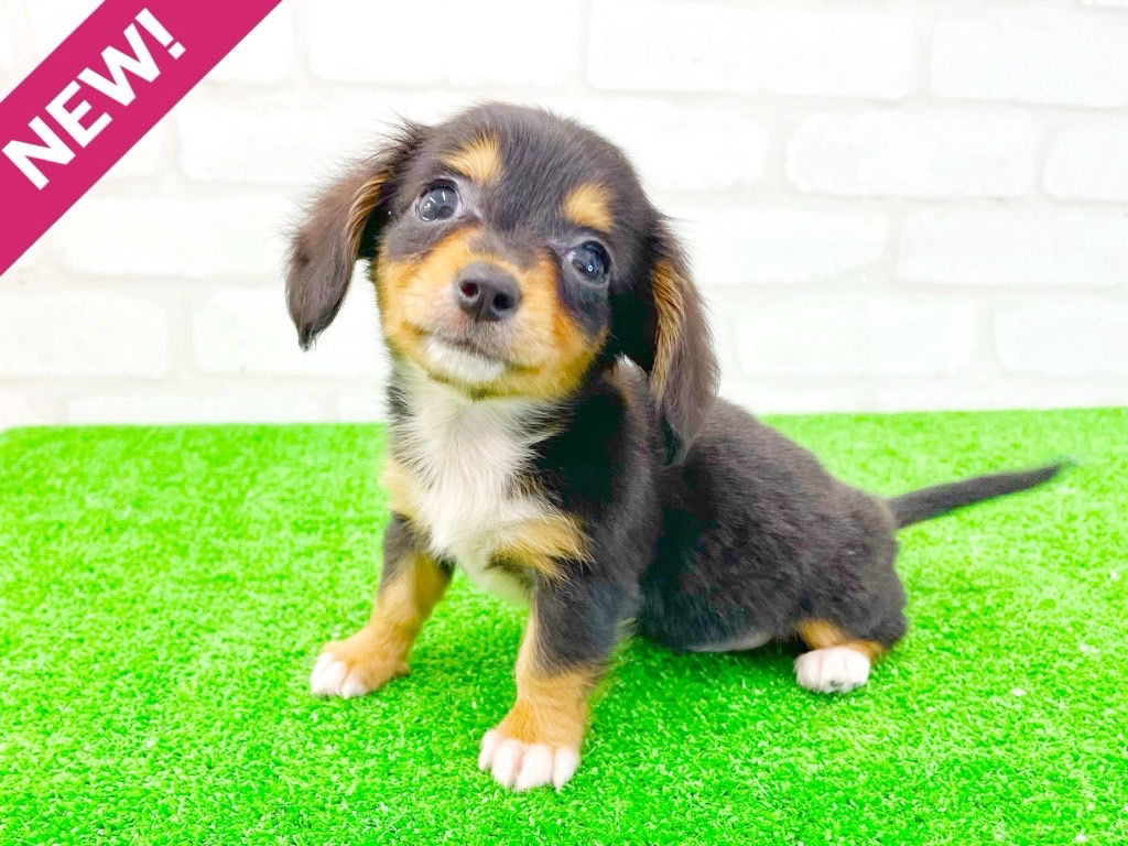 東京都のMIX犬　（父）ロングコートチワワ、（母）ミニチュアダックスフント (かねだい立川店/2025年5月2日生まれ/女の子/ブラックタンホワイト)の子犬