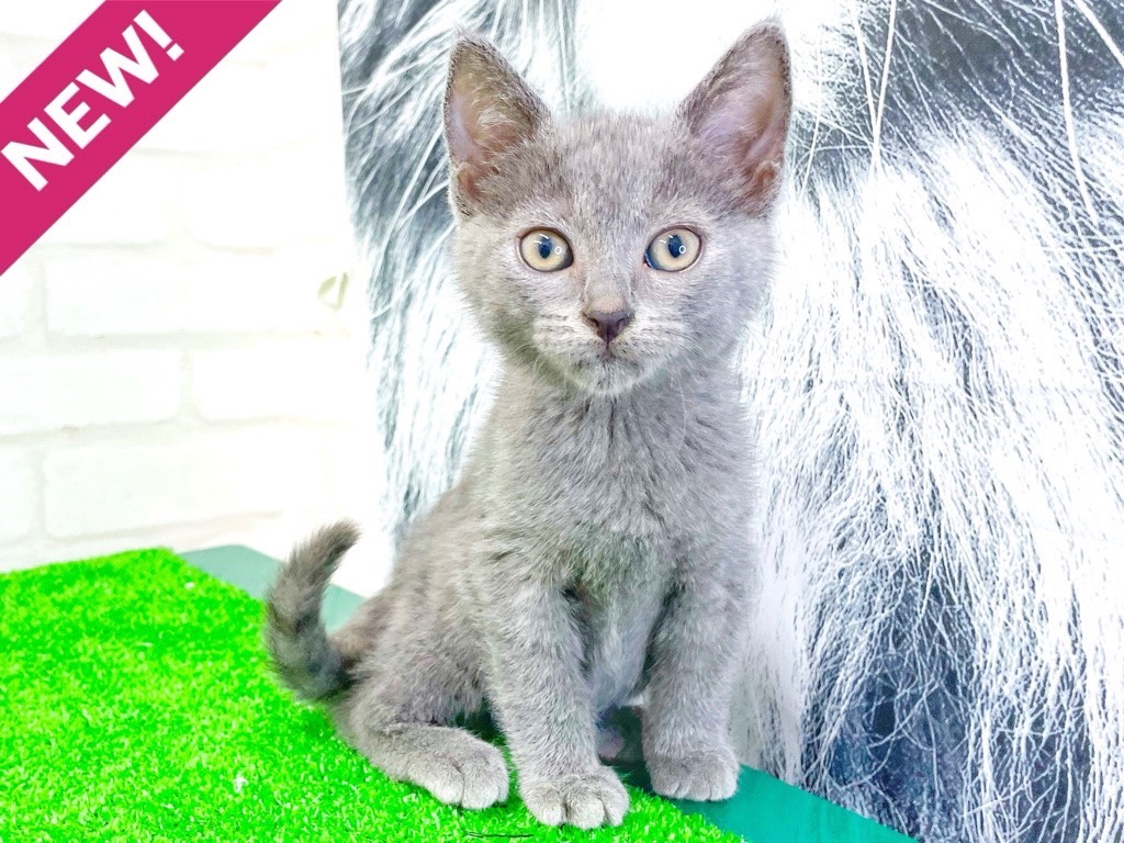 東京都のシャルトリュー (かねだい立川店/2025年4月29日生まれ/男の子/ブルー)の子猫