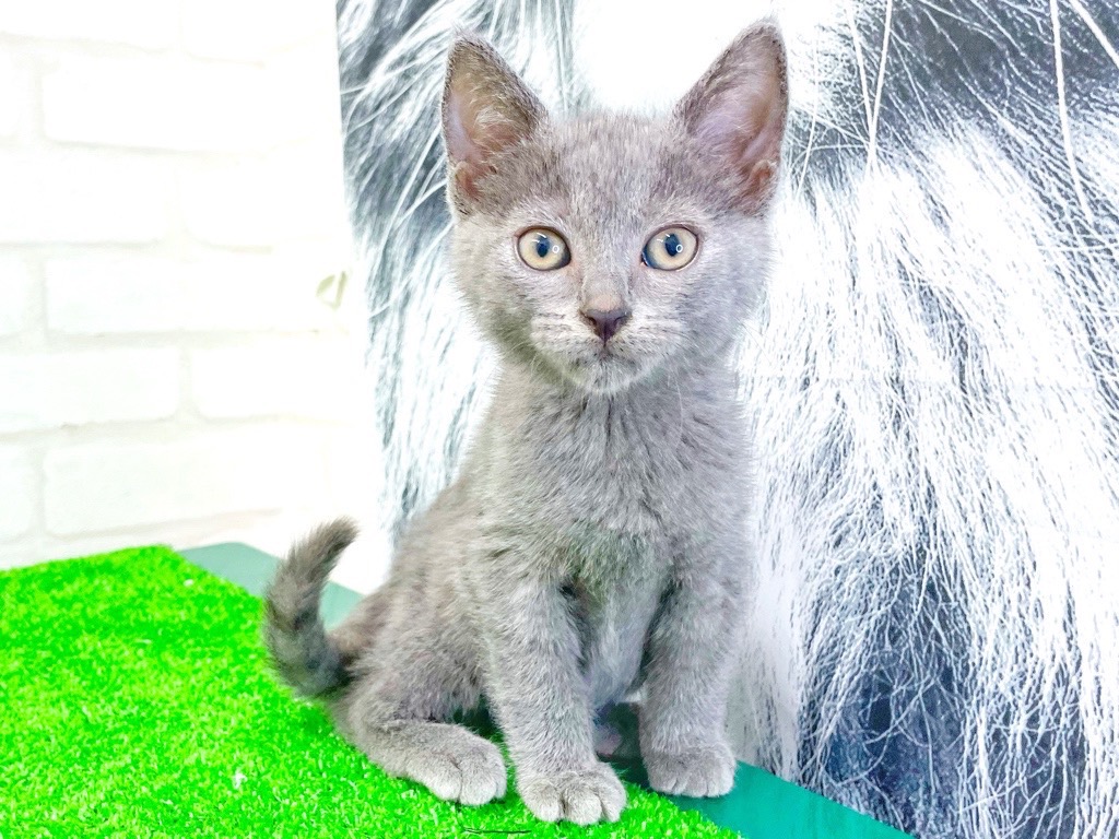東京都のシャルトリュー (かねだい立川店/2025年4月29日生まれ/男の子/ブルー)の子猫の2枚目の画像