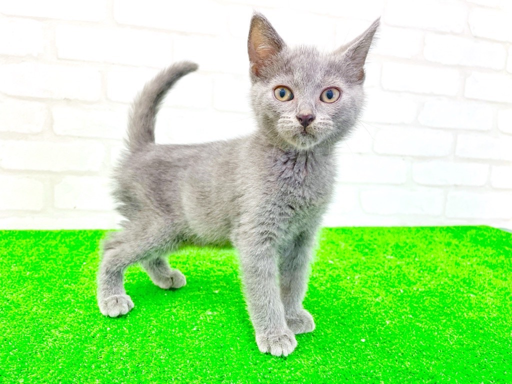 東京都のシャルトリュー (かねだい立川店/2025年4月29日生まれ/男の子/ブルー)の子猫の4枚目の画像