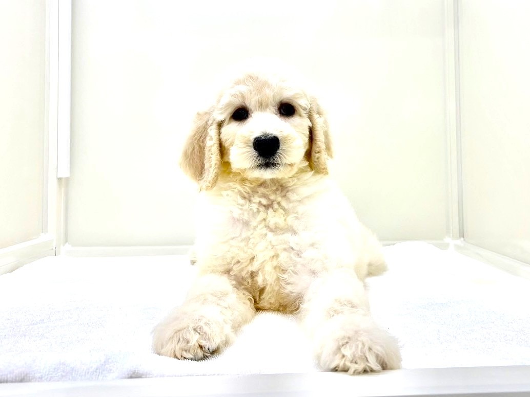 東京都のスタンダードプードル (かねだい本町田店/2025年4月27日生まれ/女の子/ペールフォーン)の子犬