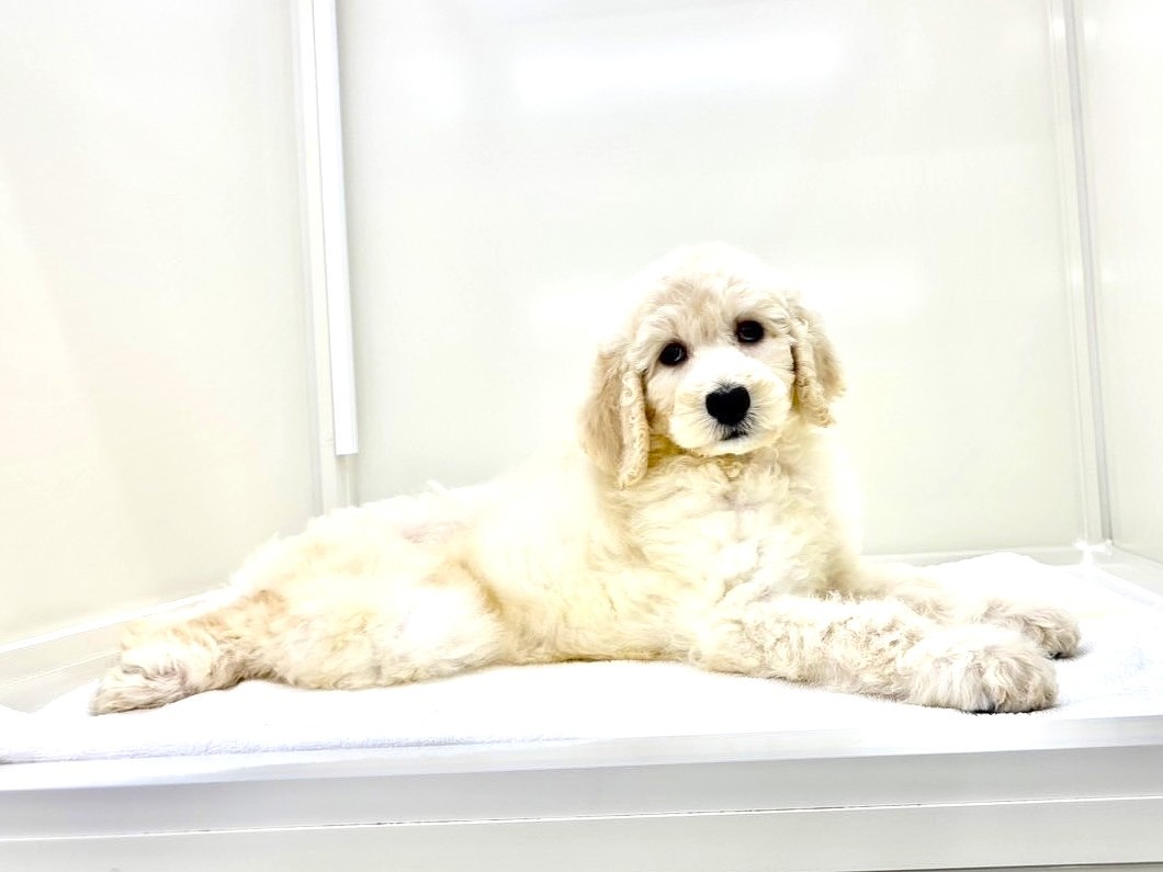 東京都のスタンダードプードル (かねだい本町田店/2025年4月27日生まれ/女の子/ペールフォーン)の子犬の2枚目の画像