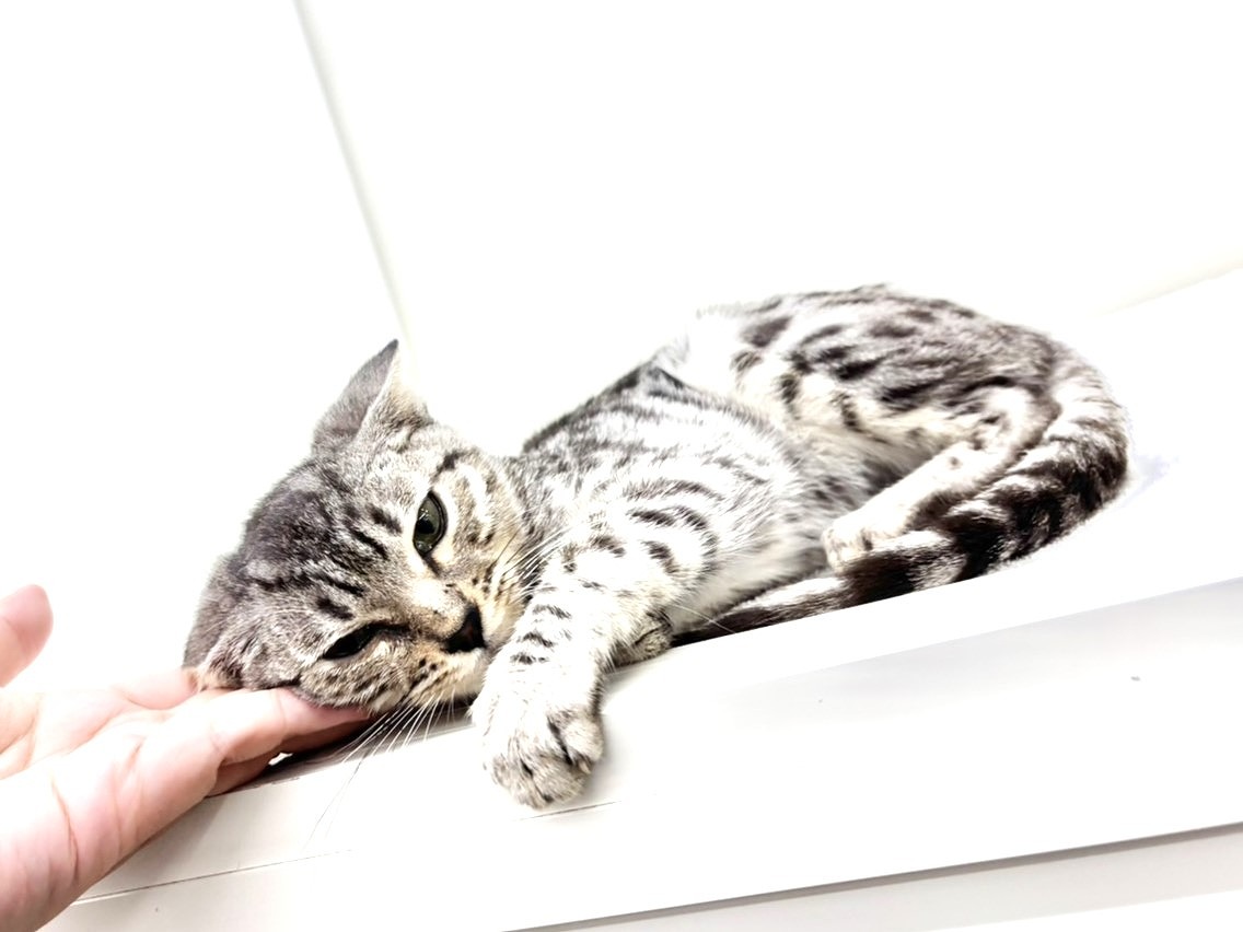 東京都のベンガル (かねだい本町田店/2025年4月29日生まれ/女の子/シルバースポットタビー)の子猫の4枚目の画像