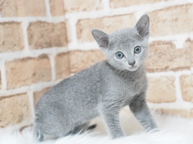 埼玉県のロシアンブルー (かねだい戸田店/2025年4月30日生まれ/男の子/ブルー)の子猫