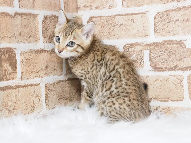 埼玉県のベンガル (かねだい戸田店/2025年4月30日生まれ/男の子/ブラウンスポットタビー)の子猫の1枚目の画像