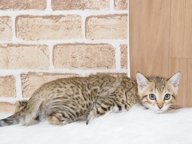 埼玉県のベンガル (かねだい戸田店/2025年4月30日生まれ/男の子/ブラウンスポットタビー)の子猫の3枚目の画像