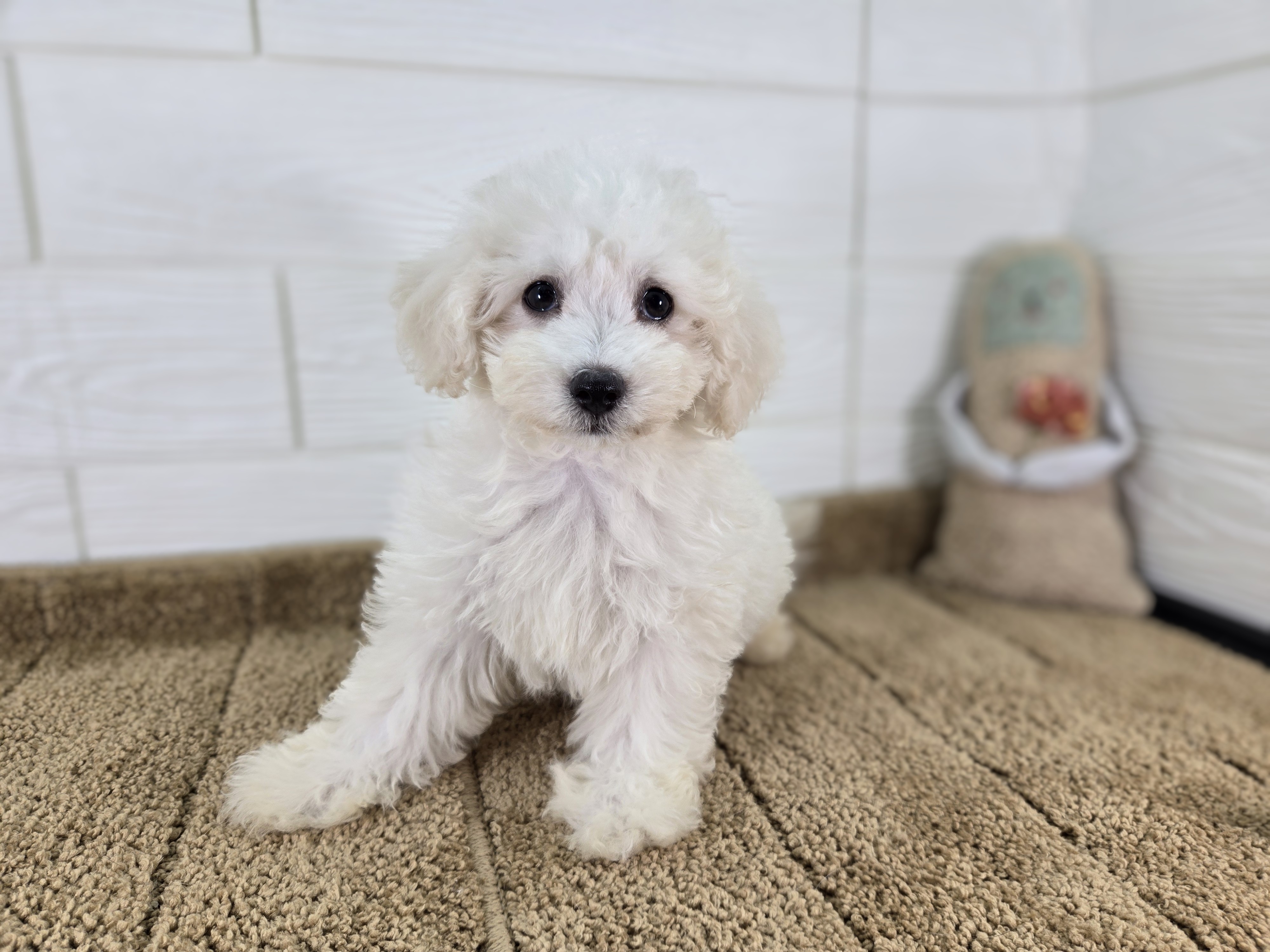 千葉県のハーフ犬・ミックス犬 (かねだいペットトライアル勝浦/2025年4月11日生まれ/男の子/ホワイト)の子犬の1枚目の画像