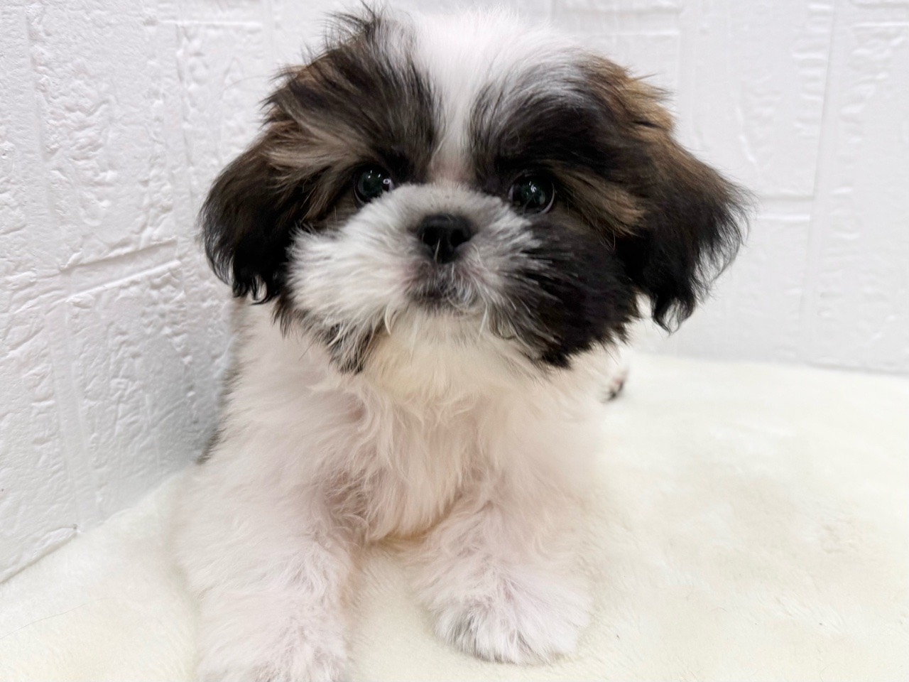 東京都のシーズー (かねだい青梅店/2025年3月18日生まれ/男の子/ホワイトゴールド)の子犬の1枚目の画像