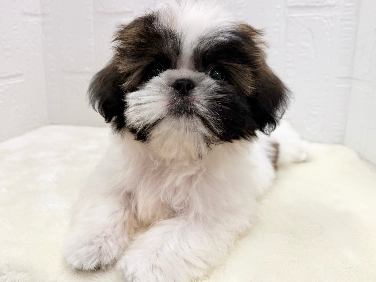 東京都のシーズー (かねだい青梅店/2025年3月18日生まれ/男の子/ホワイトゴールド)の子犬の2枚目の画像