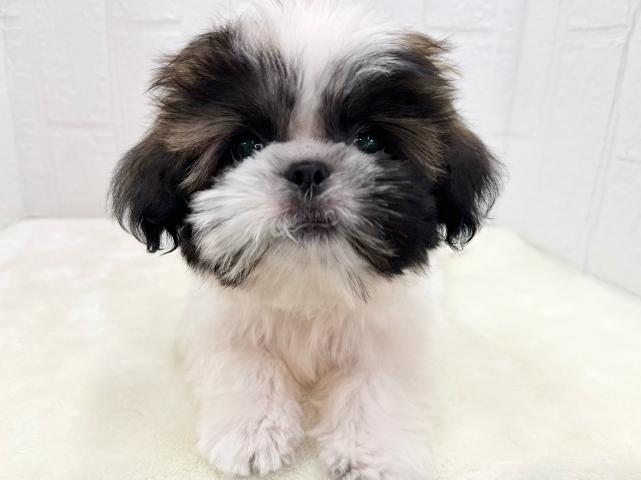 東京都のシーズー (かねだい青梅店/2025年3月18日生まれ/男の子/ホワイトゴールド)の子犬の4枚目の画像