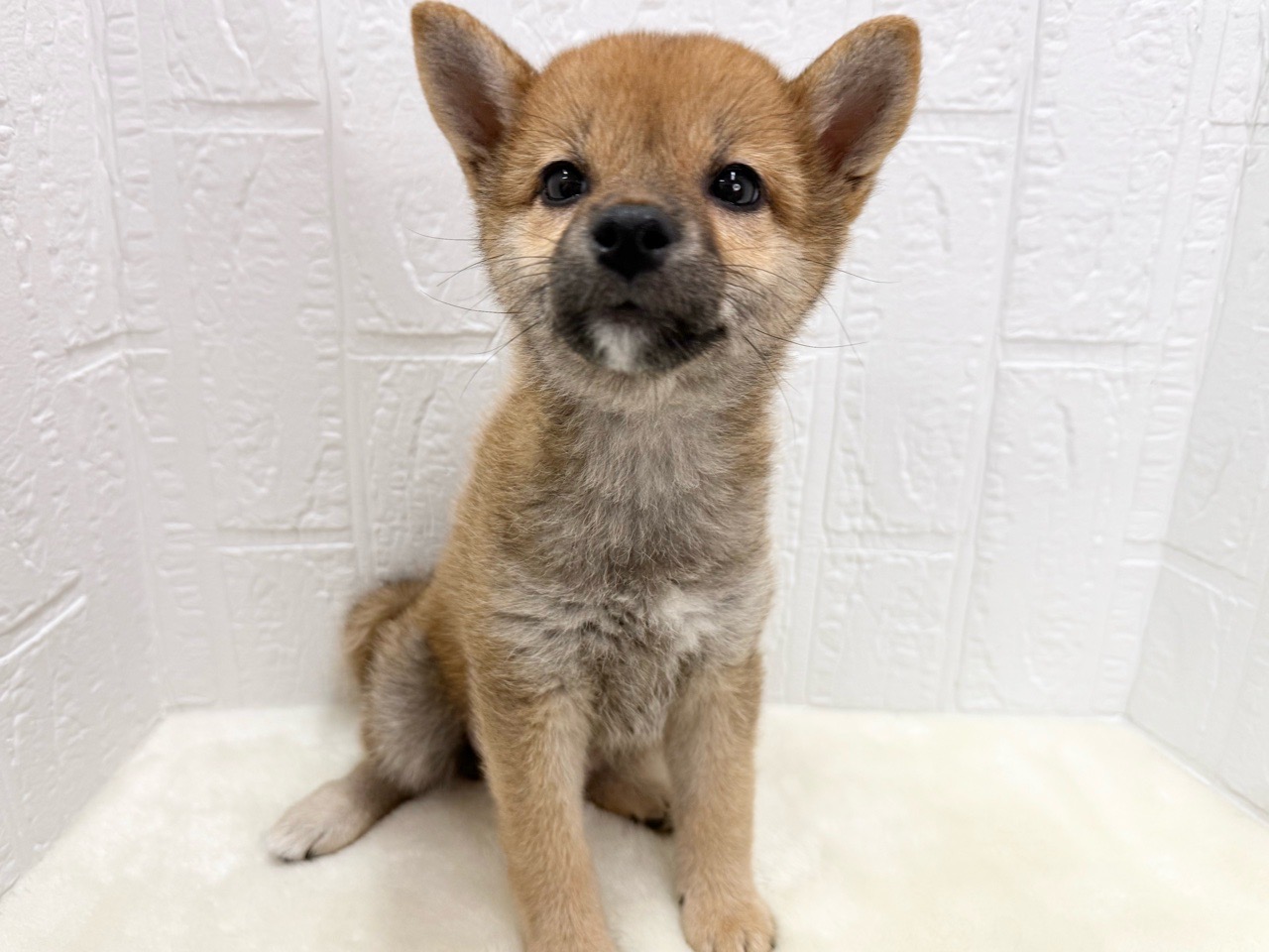 東京都の柴犬(標準サイズ) (かねだい青梅店/2025年4月7日生まれ/女の子/赤)の子犬の1枚目の画像