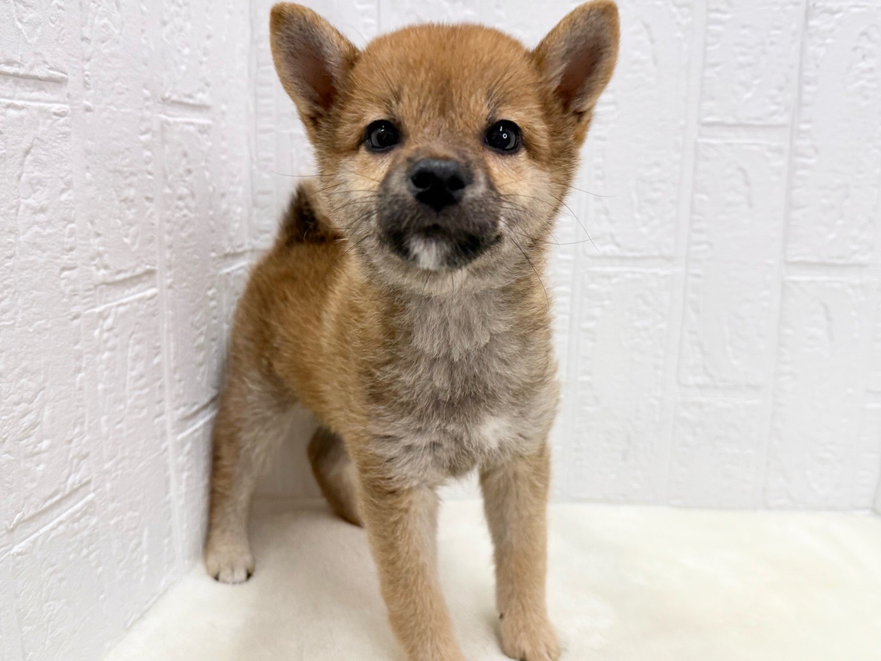 東京都の柴犬(標準サイズ) (かねだい青梅店/2025年4月7日生まれ/女の子/赤)の子犬の2枚目の画像